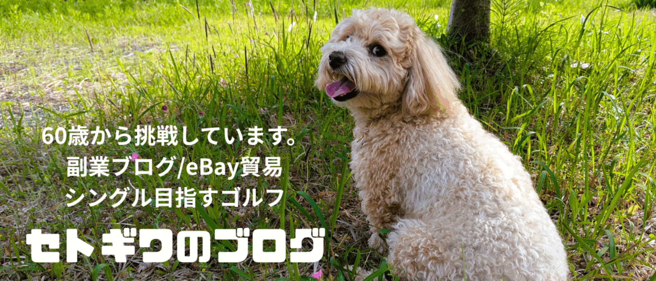 セトギワのブログ